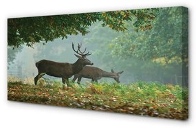 Tablouri canvas pădure toamna Deer