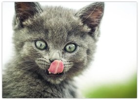 Tablou cu pisicuța lingându-se (70x50 cm)