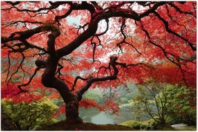 Tablou - Arțarul japonez roșu, Portland, Oregon (90x60 cm)