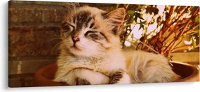 Tablou cu pisica în ghiveci (120x50 cm)