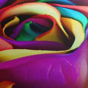 Tablou - Trandafir colorat (70x50 cm)