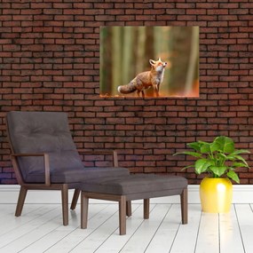 Tablou - Vulpe (70x50 cm)