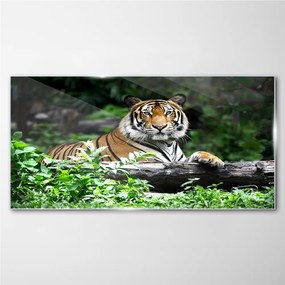 Tablou din sticla Forest Animal Cat Tiger