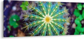 Tablou cu cactus (120x50 cm)