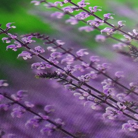 Tablou cu flori de luncă violete (90x60 cm)