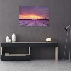 Tablou - Câmp de lavandă (90x60 cm)