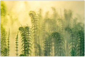 Tablou - Detaliu de primăvară natura cețoasă (90x60 cm)