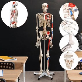 JAGO Anatomia umană Schelet cu detalii de musculari, 181 cm