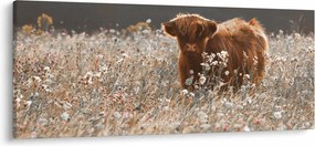 Tablou - Vacă scoțiană (120x50 cm)