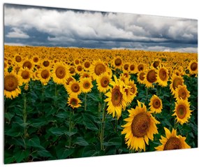 Tablou câmpului de floarea soarelui (90x60 cm)