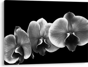 Tablou floare de orhidee (70x50 cm)