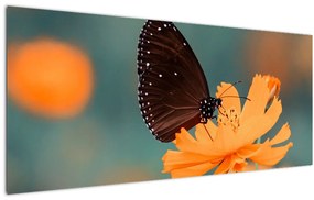 Tablou - fluture pe o floare portocalie (120x50 cm)
