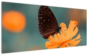 Tablou - fluture pe o floare portocalie (120x50 cm)