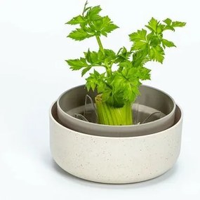 Plastia Regrow,  fildeș