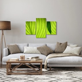 Tablou - Detaliu de frunză verde (90x60 cm)