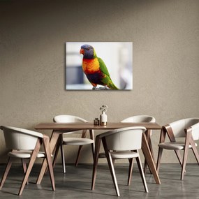 Tablou cu papagal (70x50 cm)