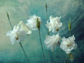 Tapet Aquilegia Flower, Rebel Walls