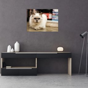 Tablou pe sticlă cu pisica albăr (70x50 cm)