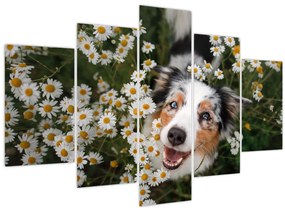 Tablou - Ciobănesc australian (150x105 cm)