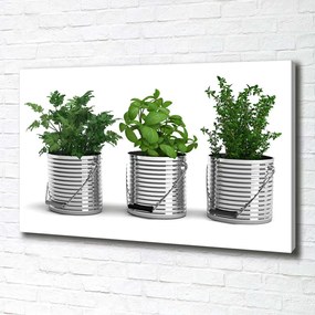 Pictură pe pânză Plante aromatice