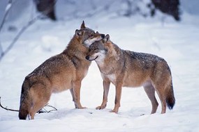 Fotografie Wolves snuggling in winter, Martin Ruegner