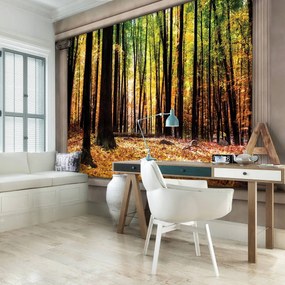Fototapet - Pădure de toamnă (152,5x104 cm), în 8 de alte dimensiuni noi