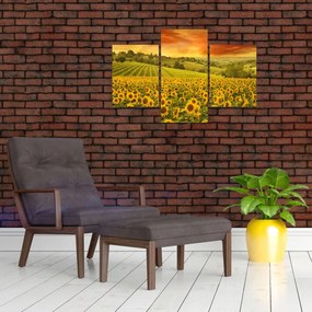 Tablou - Câmp de floarea-soarelui (90x60 cm)