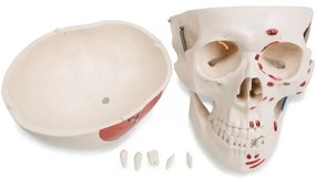 JAGO Anatomia umană Schelet cu detalii de musculari, 181 cm