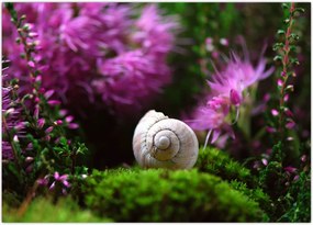 Tablou - Cochilie de melc (70x50 cm)