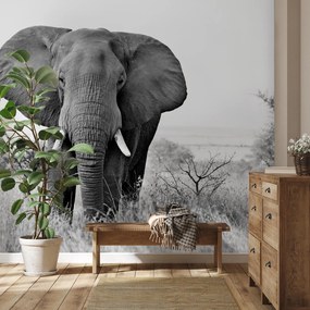 Fototapet - Elefant african (147x102 cm)