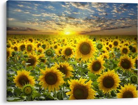 Tablou - Floarea-soarelui la apus de soare (70x50 cm)