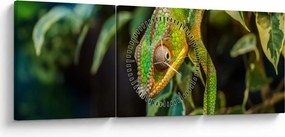 Tablou cu cameleon (cu ceas) (90x30 cm)