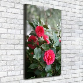 Print pe canvas Camelia
