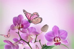 Tablou - Fluture pe flori de orhidee, liliac (90x60 cm)