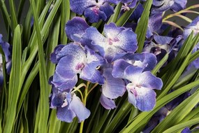 Aranjament floral LUX CYMBIDIUM violet, 80x95cm