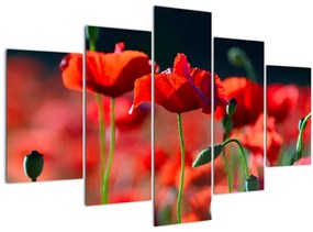 Tablou - flori de maci (150x105 cm)