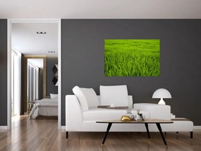 Tablou cu iaraba (90x60 cm)