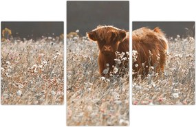 Tablou - Vacă scoțiană (90x60 cm)