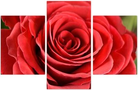 Tablou - Flori de trandafir (90x60 cm)