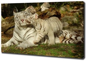 Imprimare tablou canvas Tigers