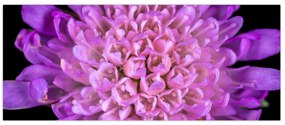 Tablou detailat cu floare (120x50 cm)