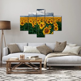Tablou câmpului de floarea soarelui (150x105 cm)