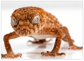 Tablou cu șopârlă (70x50 cm)