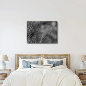 Tablou pe sticlă - Iarbă de pampas uscată (70x50 cm)