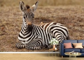 Tapet Premium Canvas - Zebra in jungla