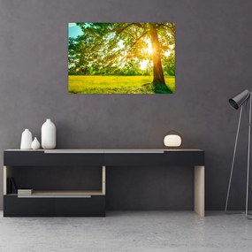 Tablou - Pădurea însorită (90x60 cm)