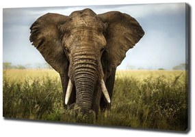Tablou pe pânză canvas Elephant pe savana