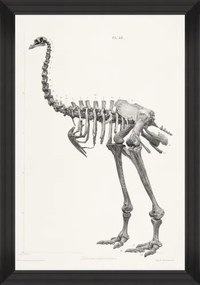 Tablou Framed Art Moa Skeleton