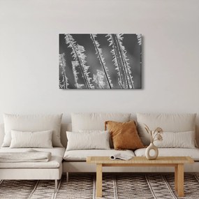 Tablou - Frig de îngheț (90x60 cm)