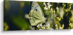 Tablou cu fluture (cu ceas) (90x30 cm)